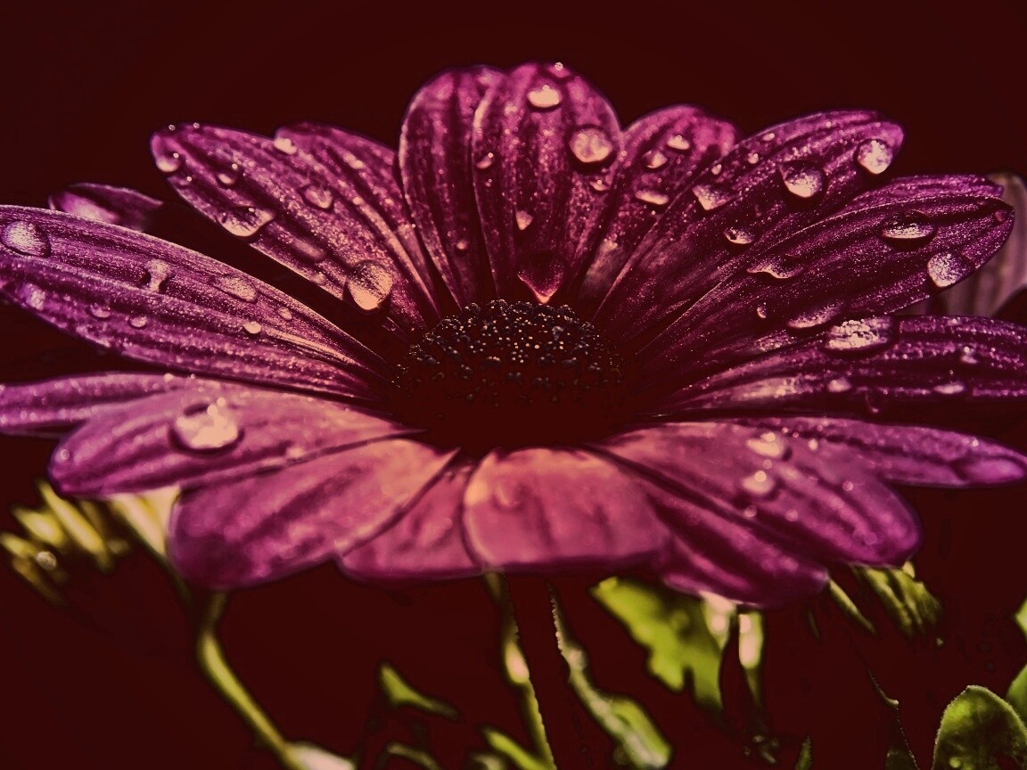 Мокрый от росы фиолетовый цветок обои