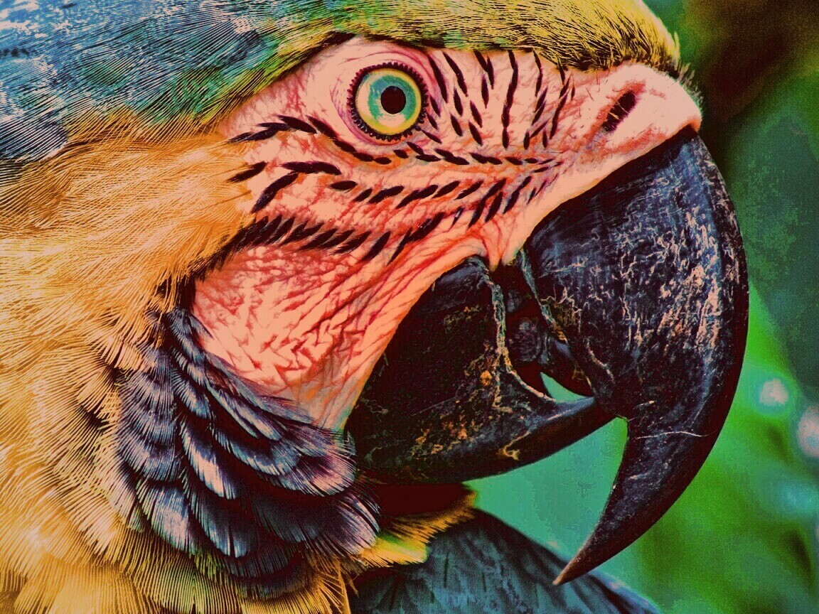 Попугай обои