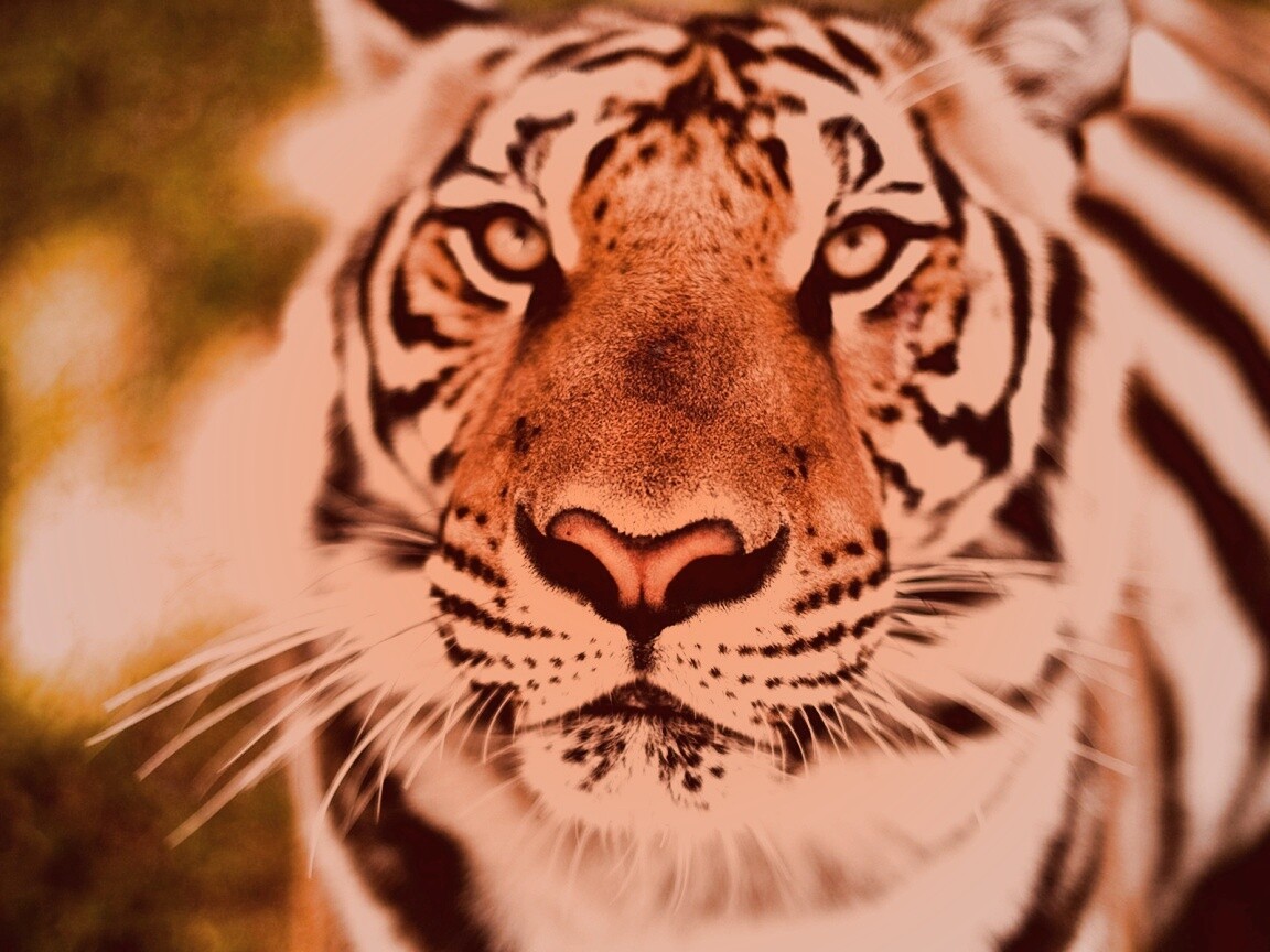 Красавец тигр обои