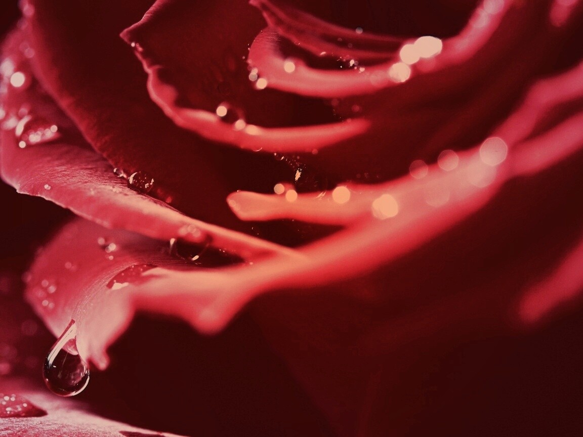 Капли на лепестках розы обои