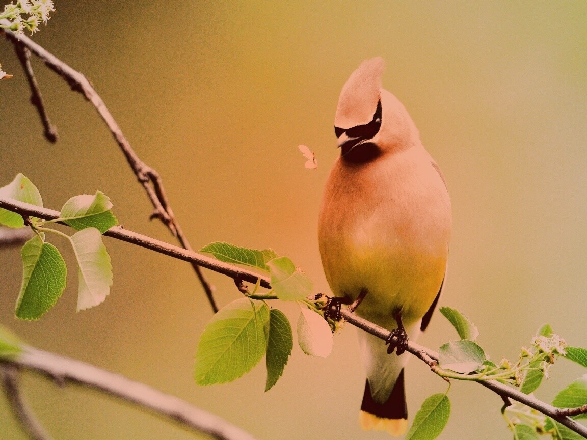 Оранжевая птичка обои