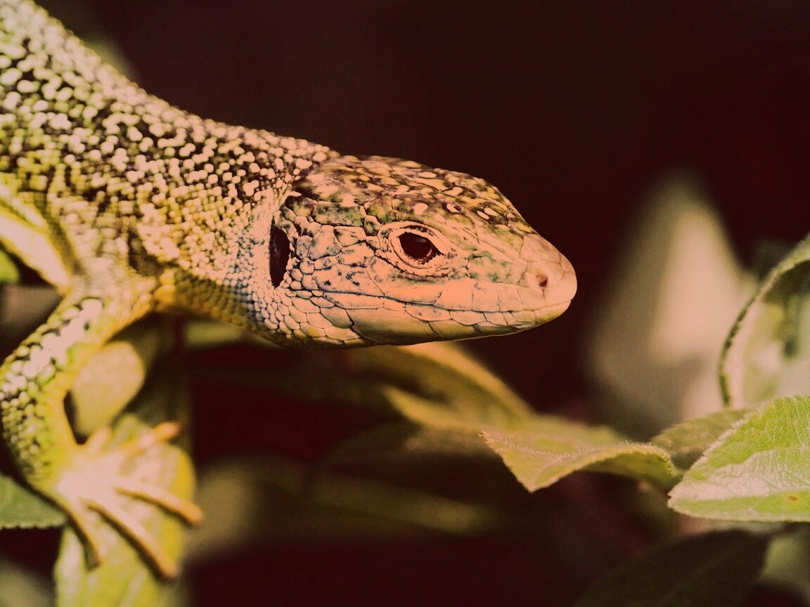 Ящерка на листьях обои