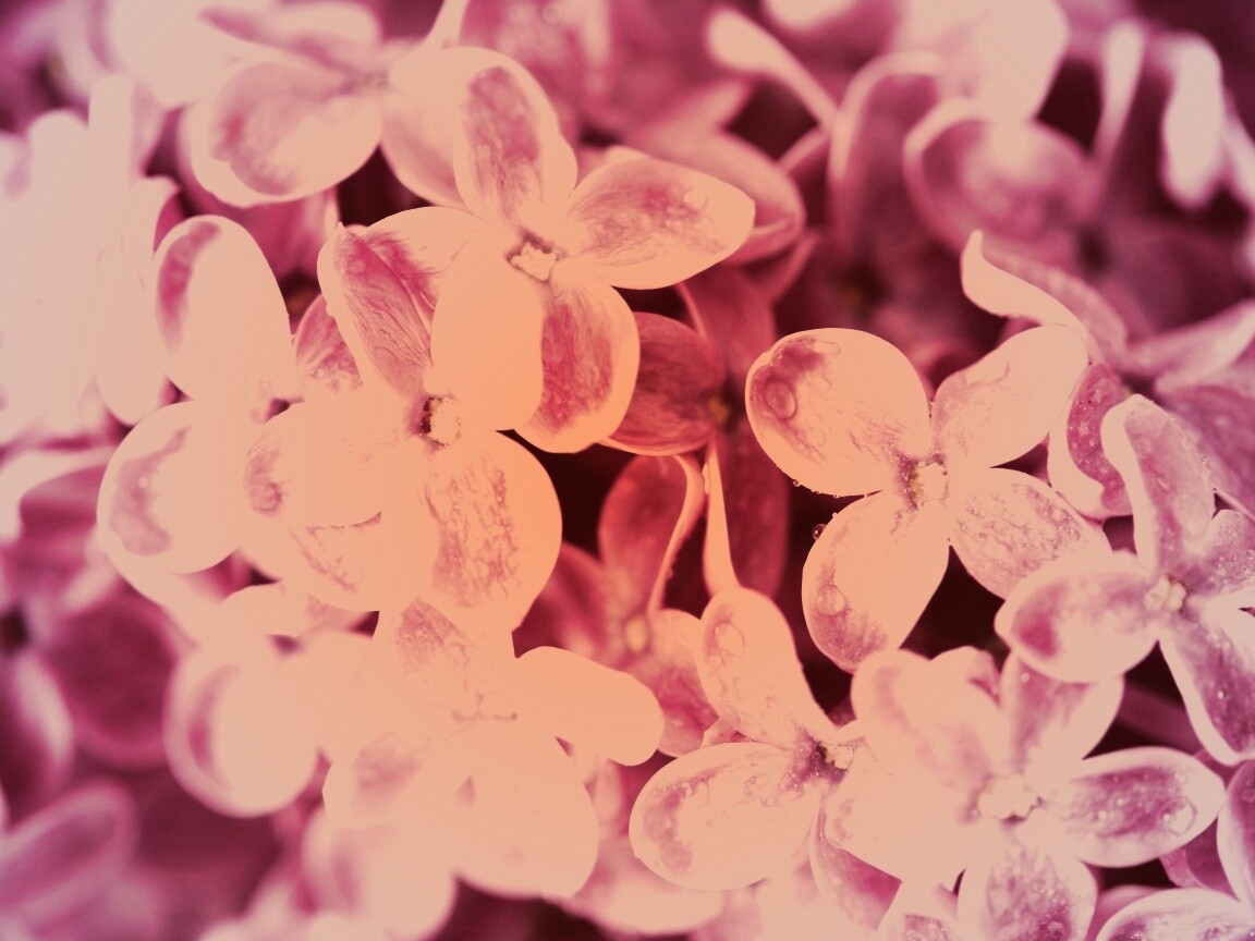 Цветы сирени обои