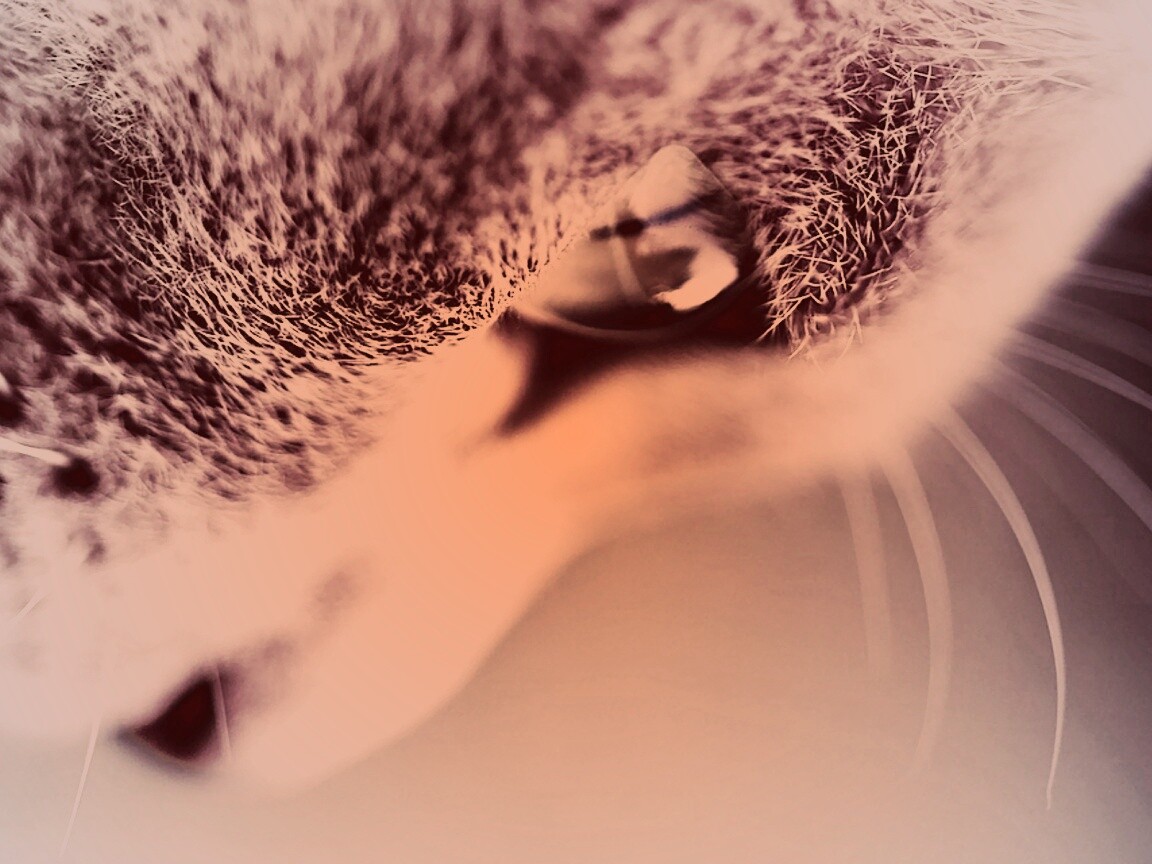 Макро фото мордашки кота обои