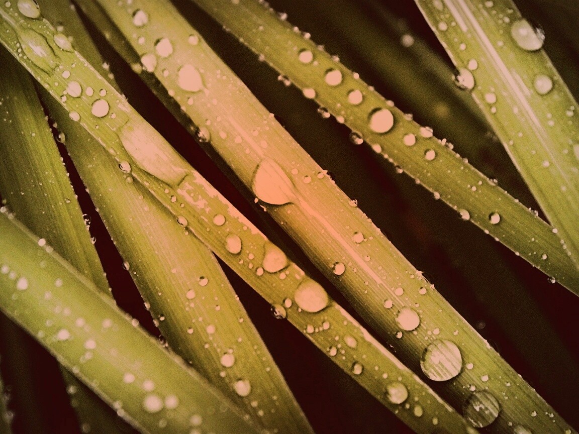 Капли на траве обои
