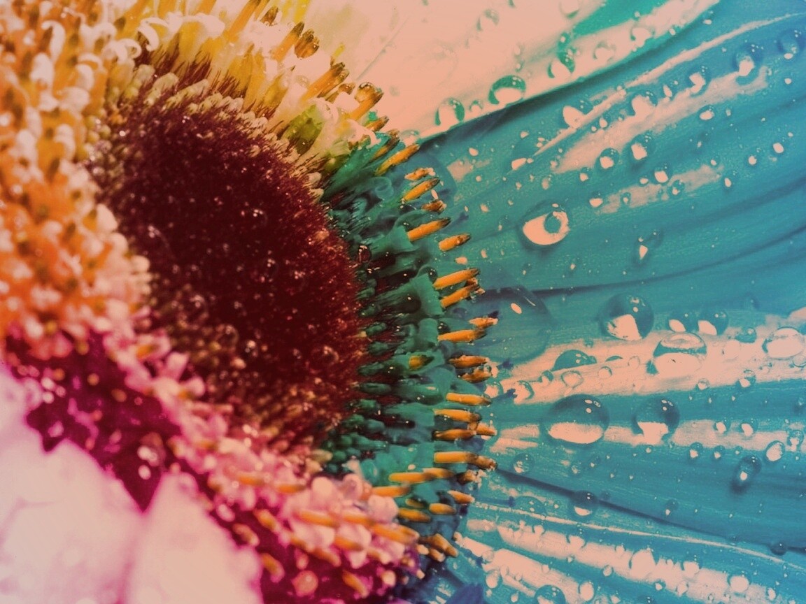 Цветик семицветик обои