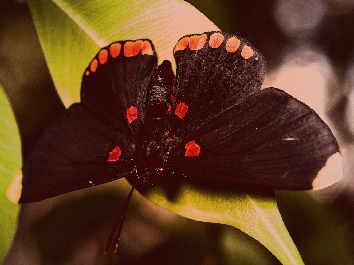 Бабочка на листе обои