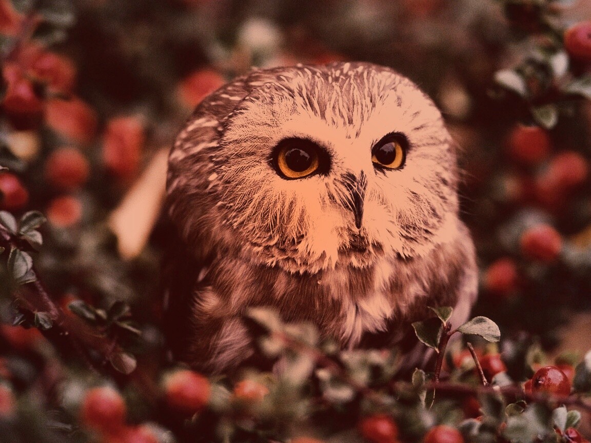 Маленькая сова в ягодах обои