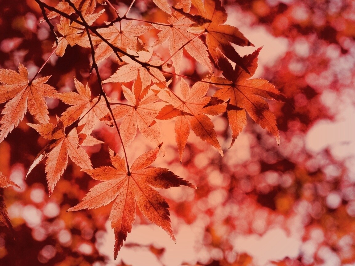 Осенние листья обои
