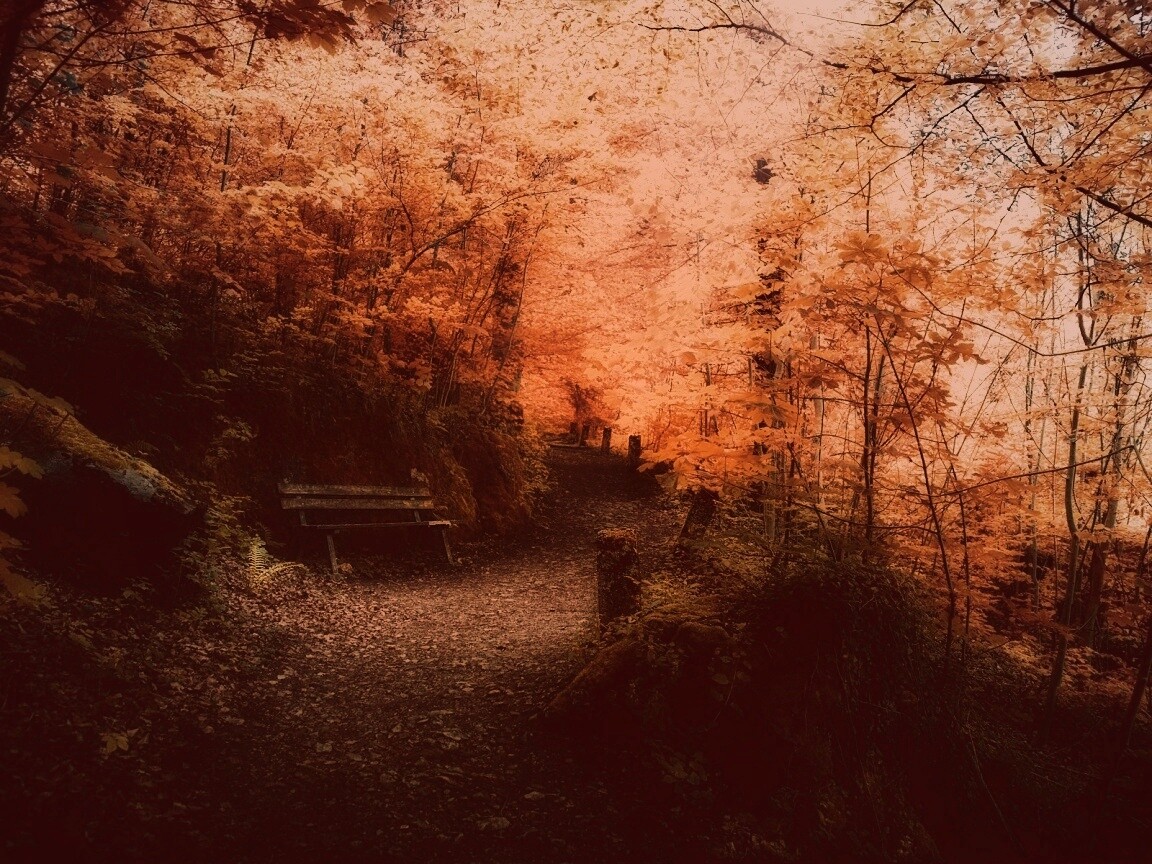 Скамейке в чаще парка обои