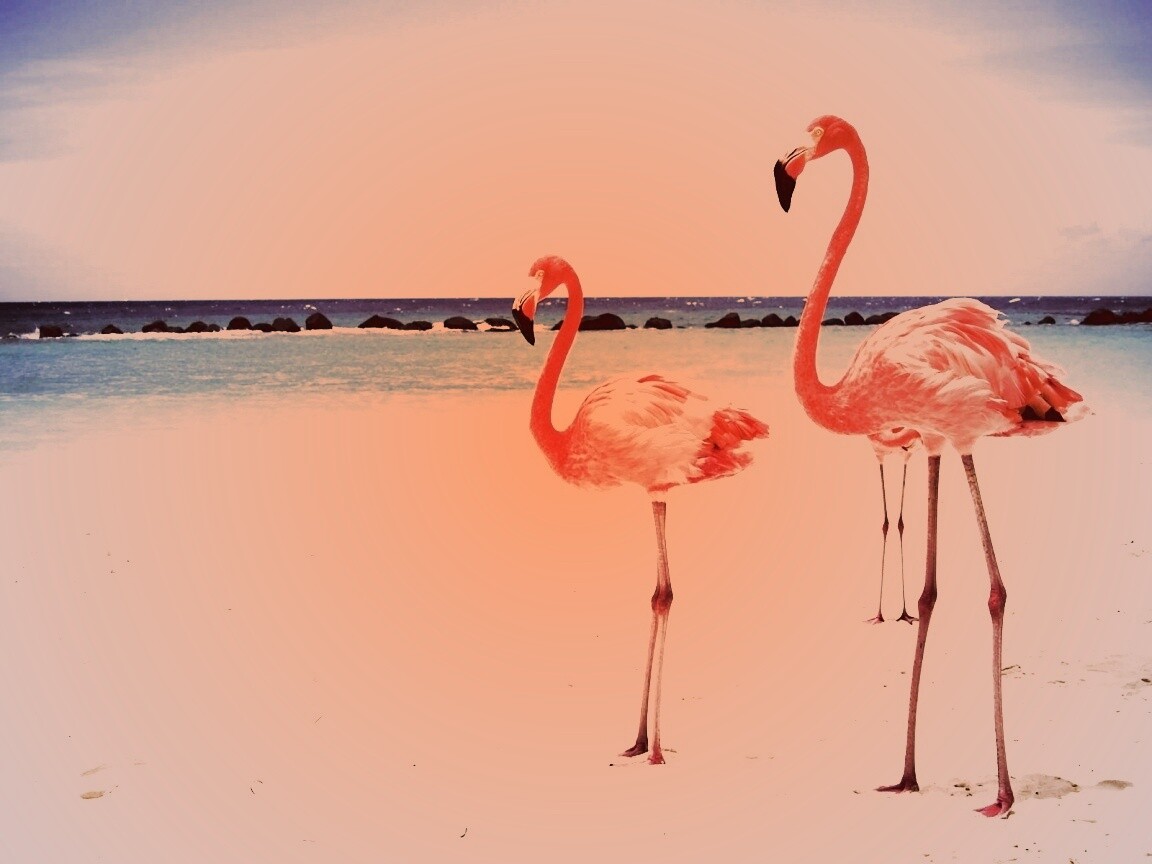 Розовые фламинго на пляже обои