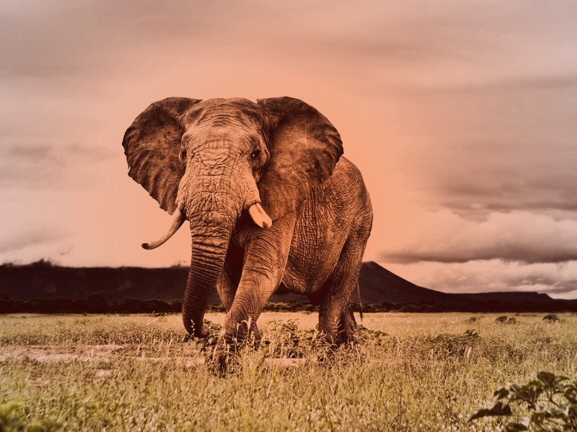 Слон на прогулке обои