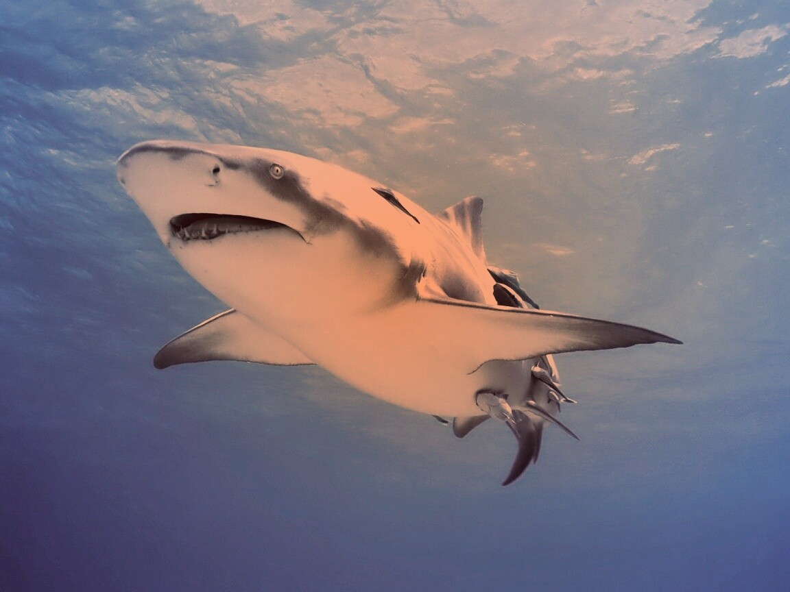 Красивая глубоководная акула обои