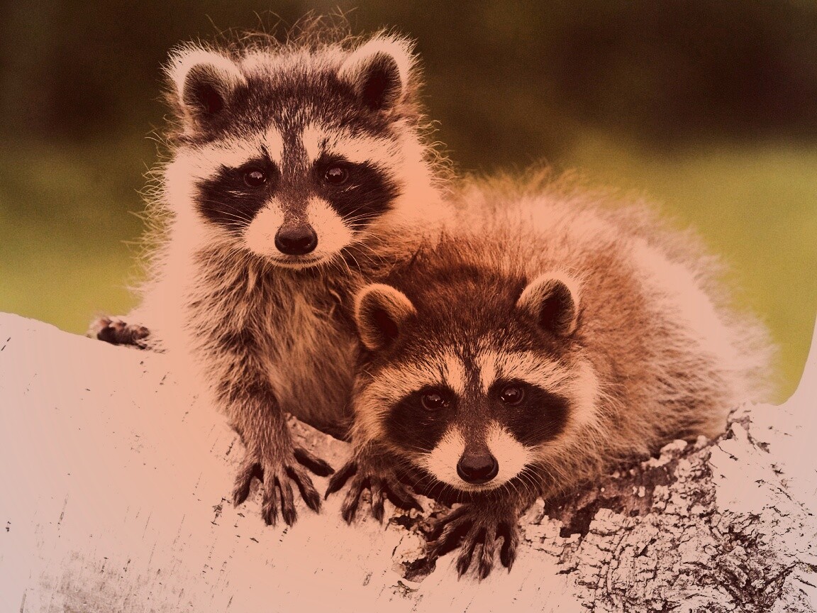 Полосатики обои