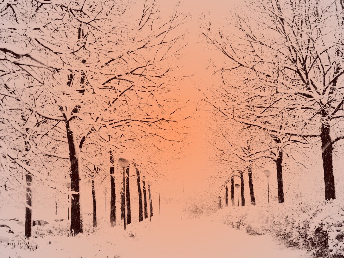 Заснеженная аллея обои