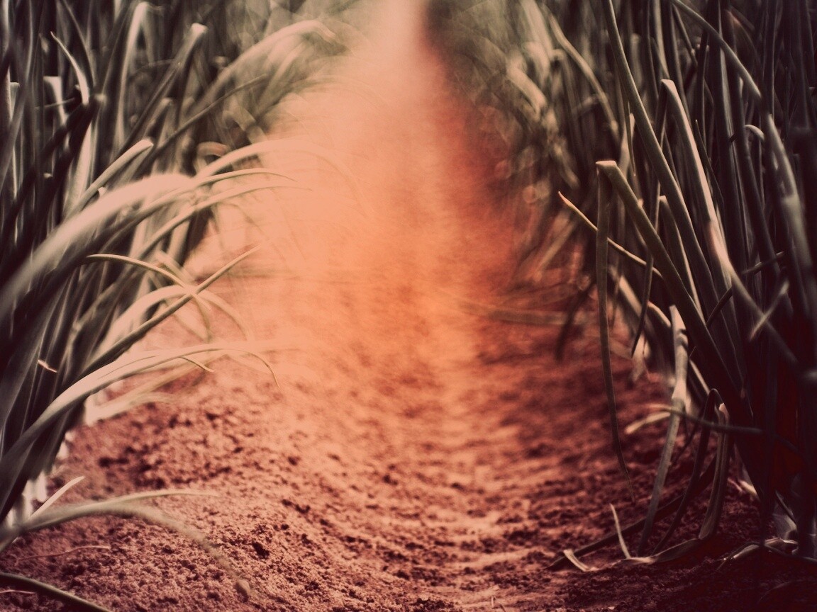 Тропинка в траве обои