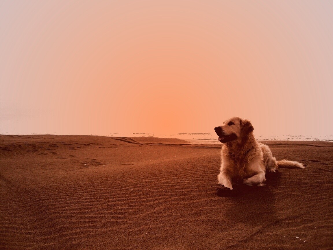 Красивая собака на оранжевом песке обои