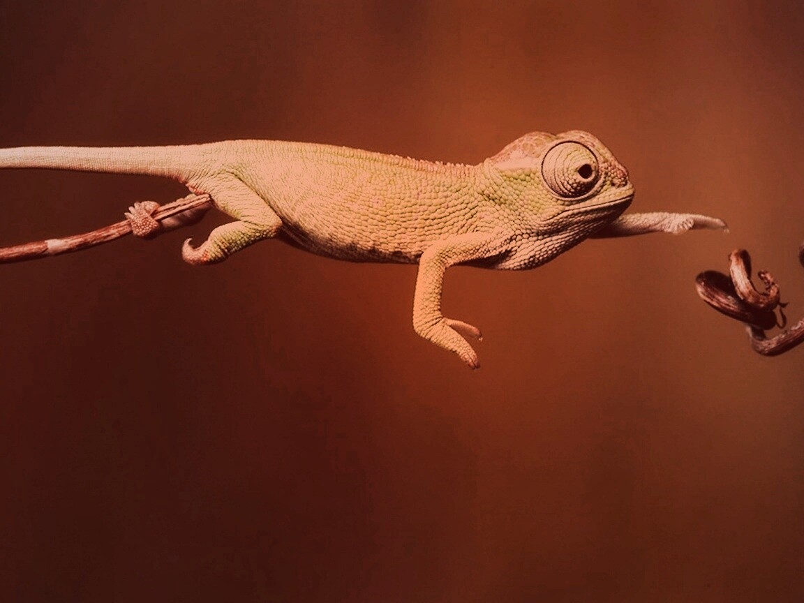 Ящерка тянется к ветке обои