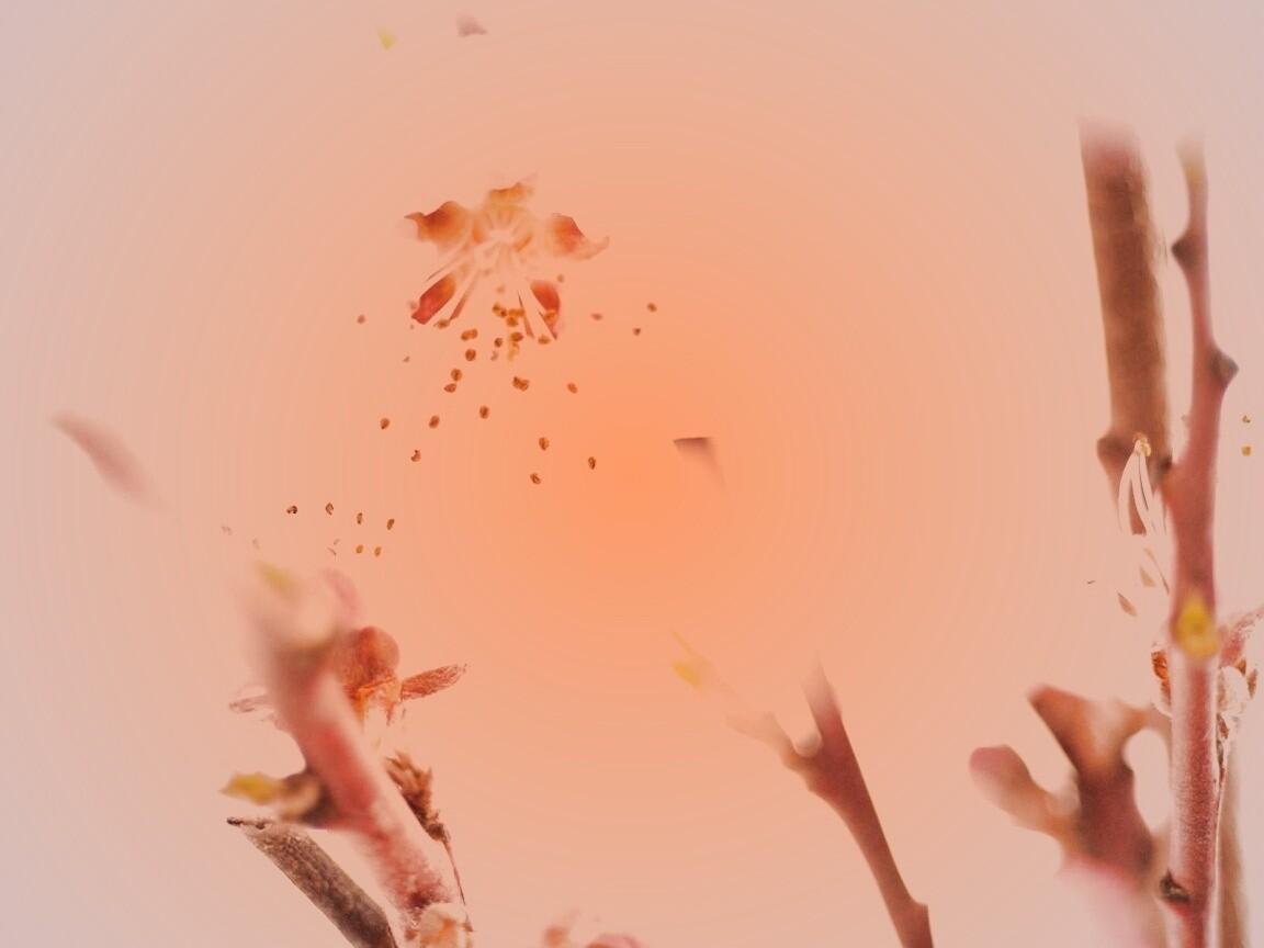 Нежные розовые цветы обои