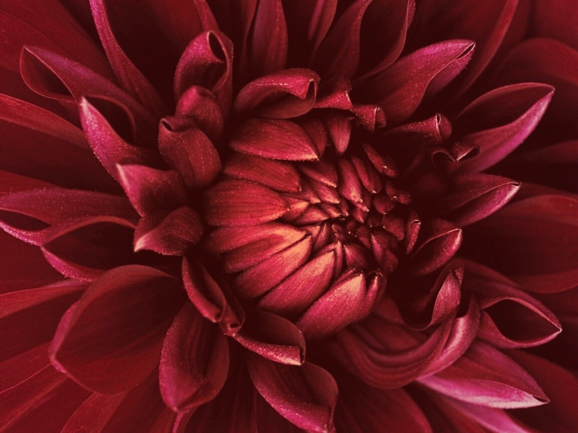 Цветок обои