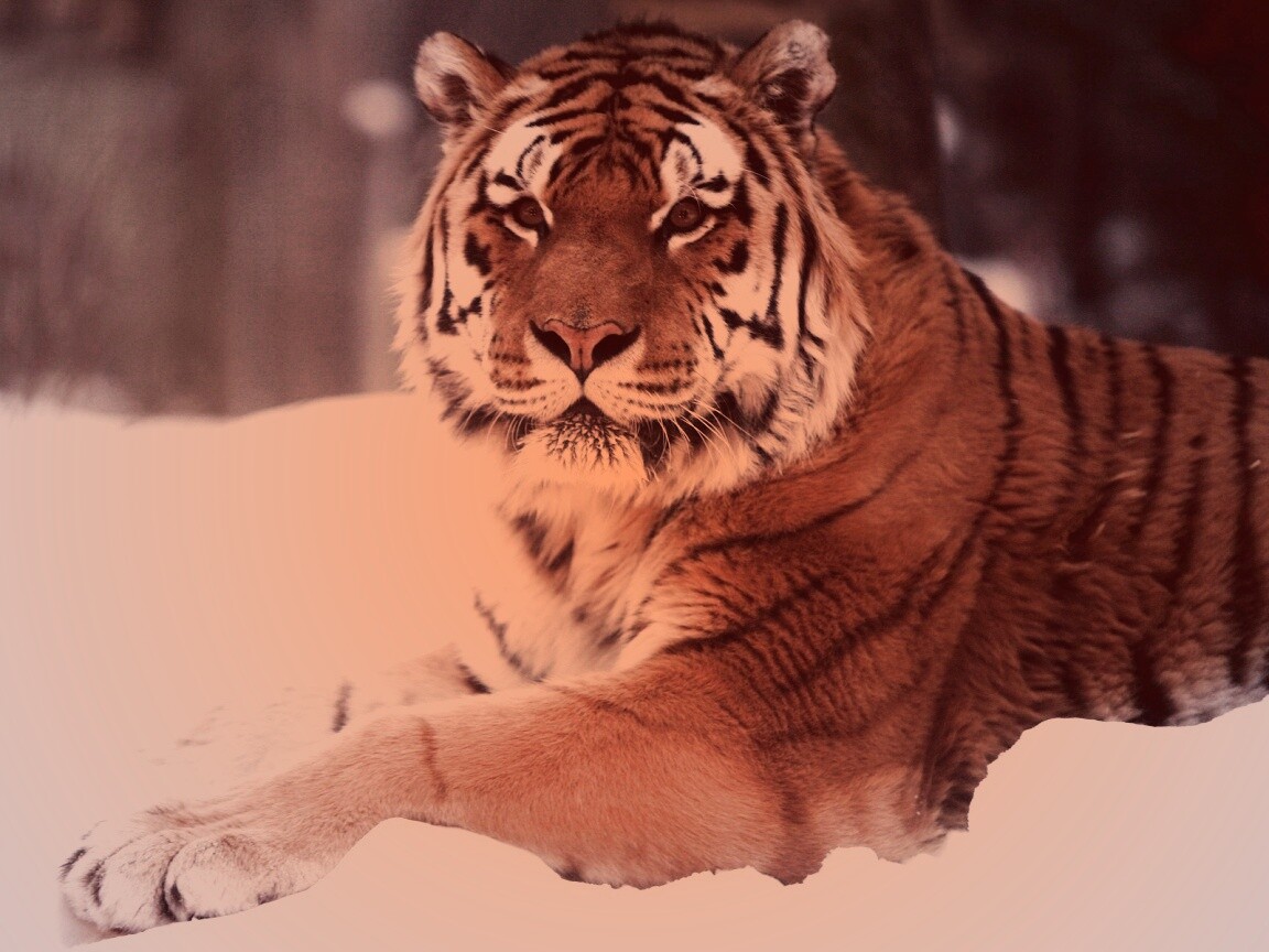 Тигр в снегу обои