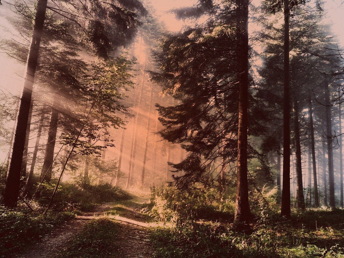 Тропа в лесу обои