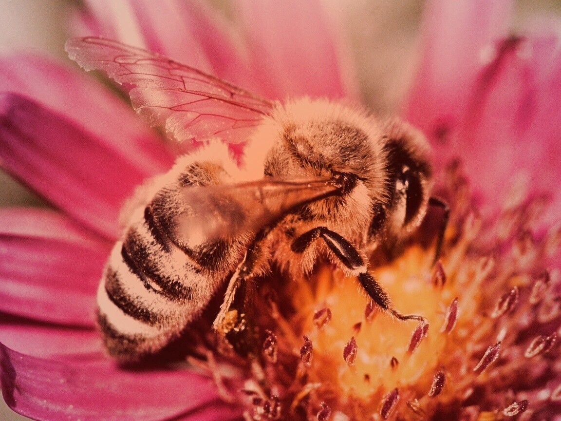 Пчела на цветке обои