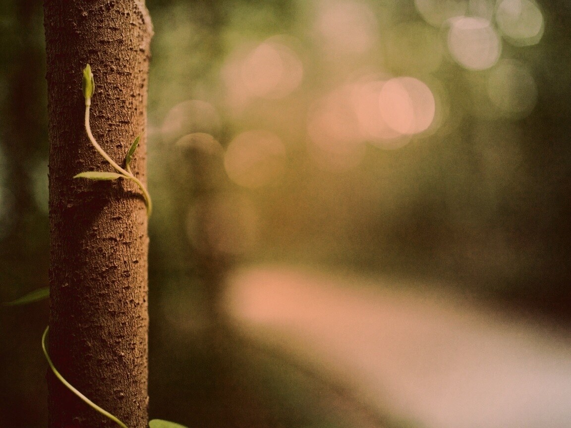 Стебелек на стволе деревца обои