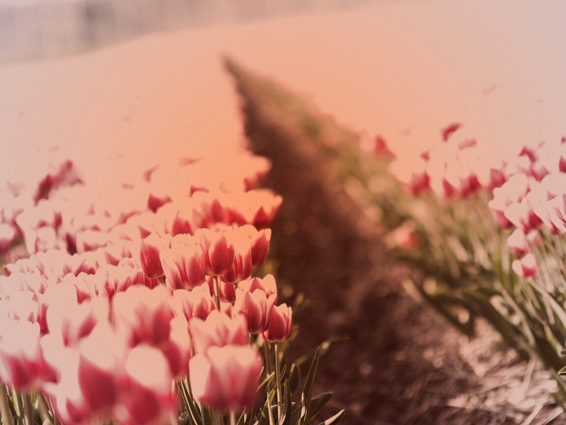 Тропинка в поле розовых тюльпанов обои