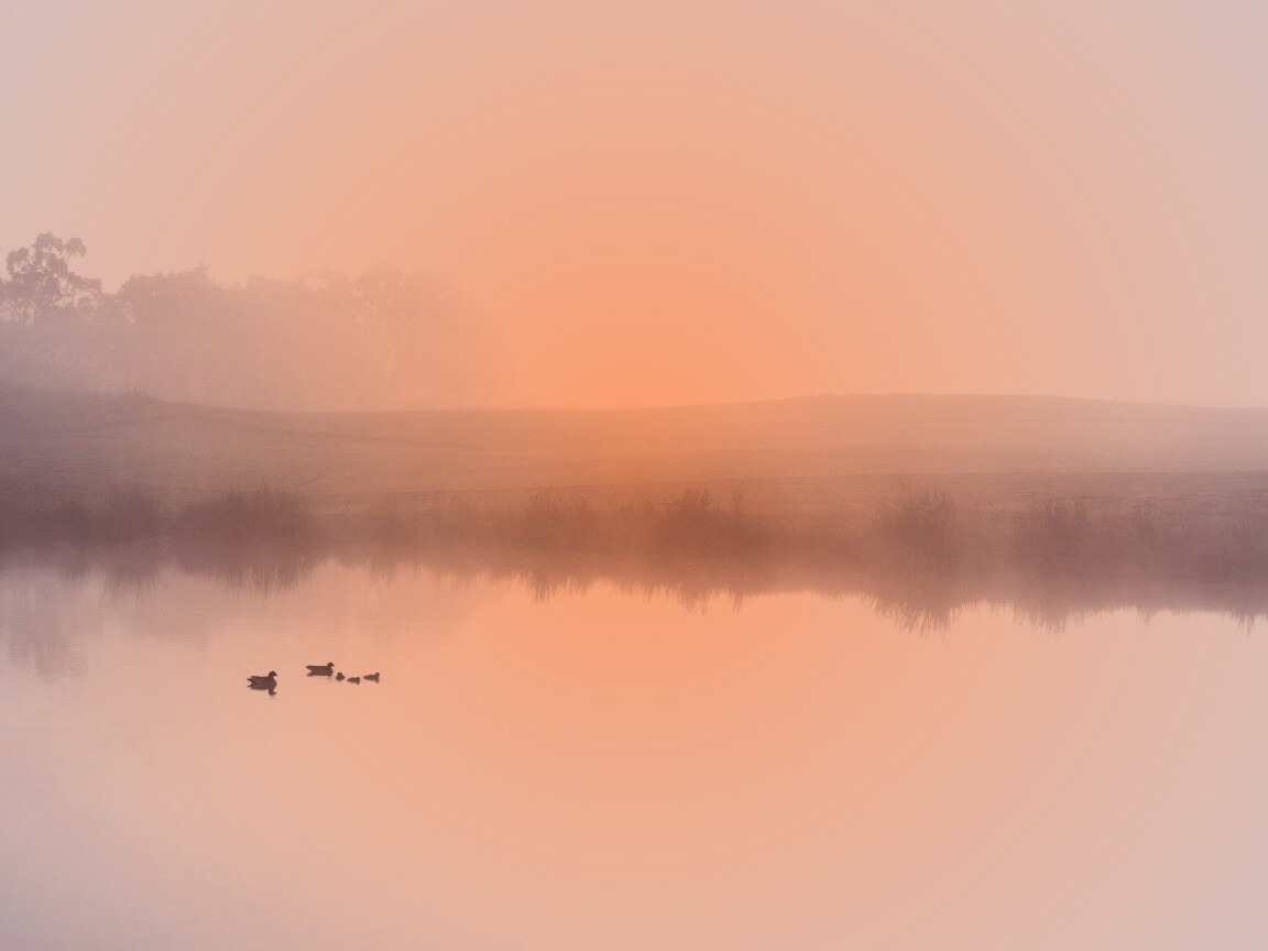 Ducks on a Misty Pond обои