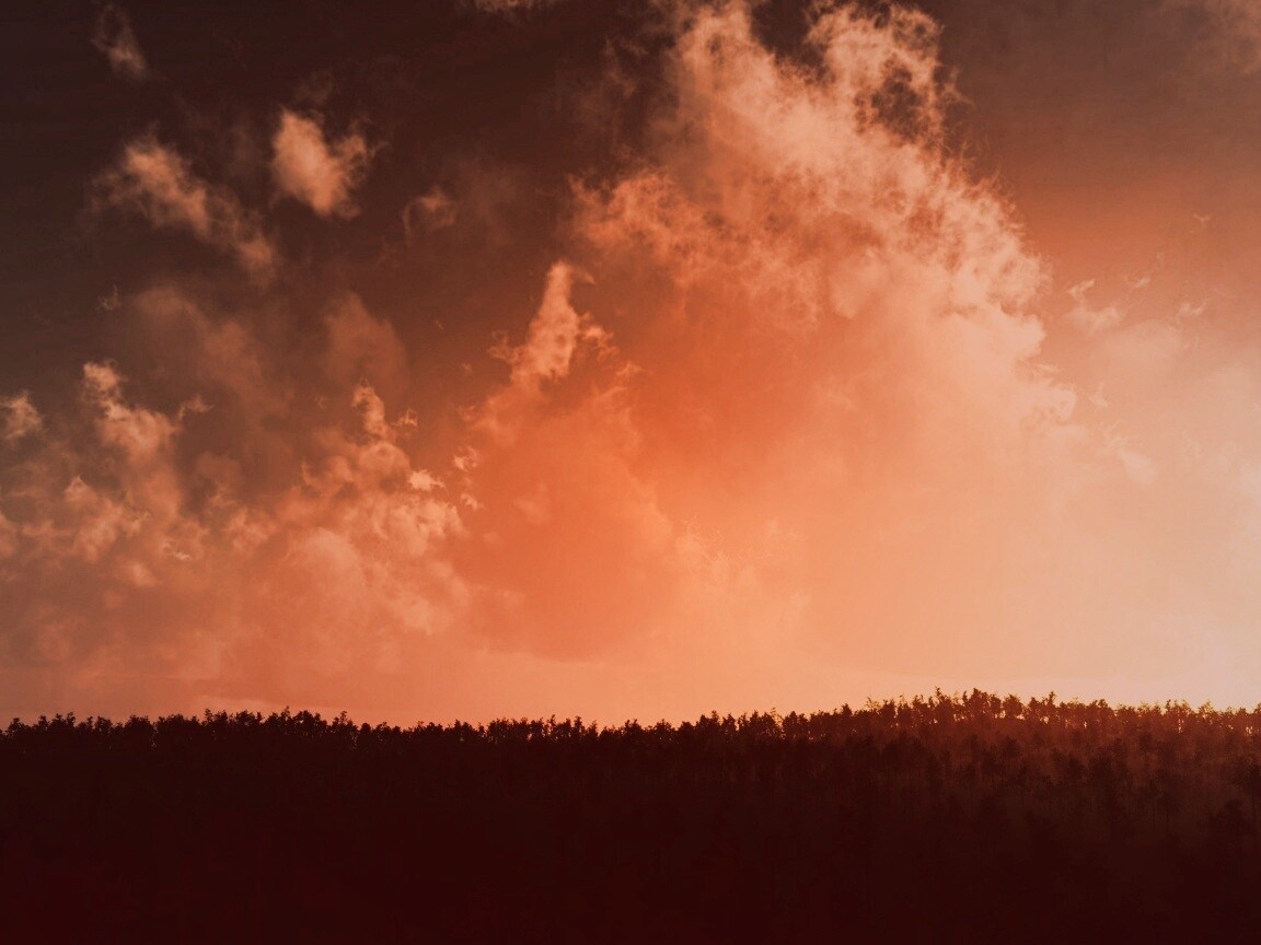 Закат над лесом обои