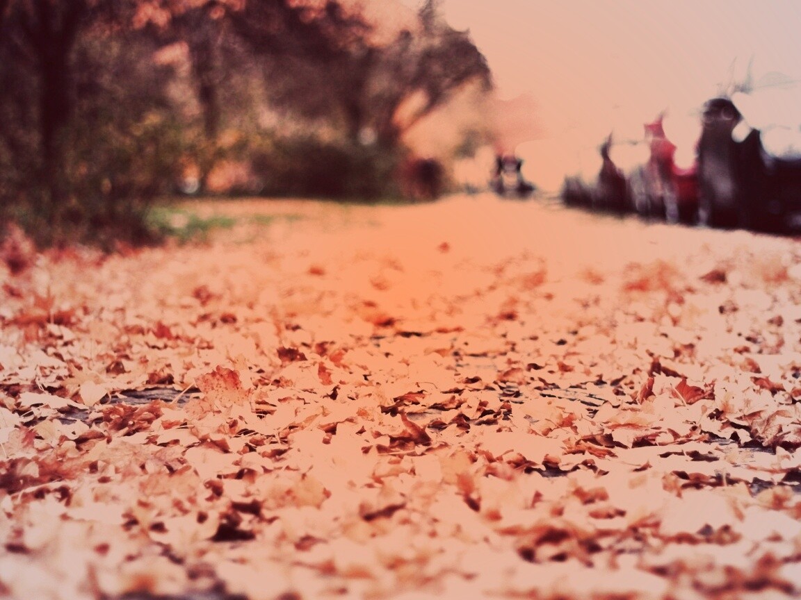 Осенние листья обои