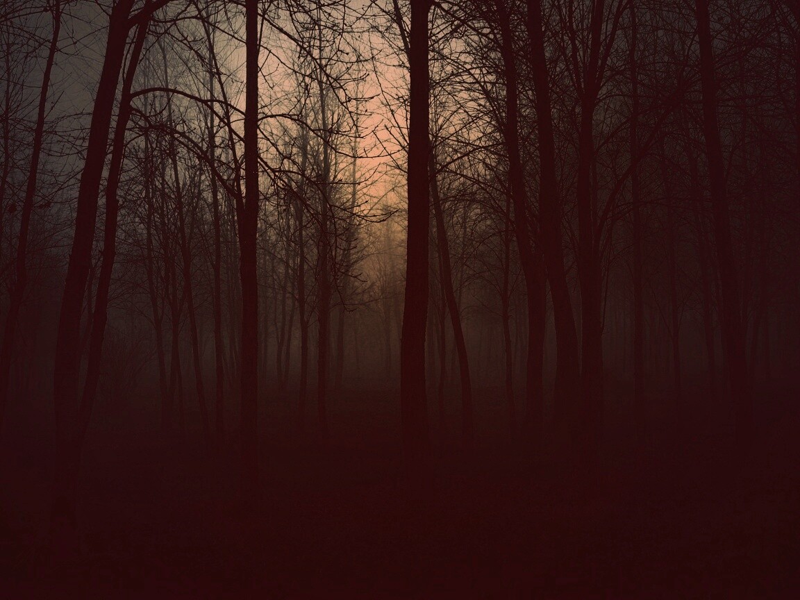 Страшный туманный лес обои