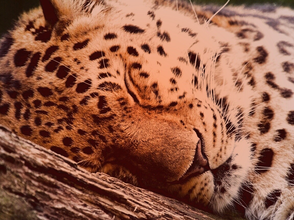 Спящий хищник обои