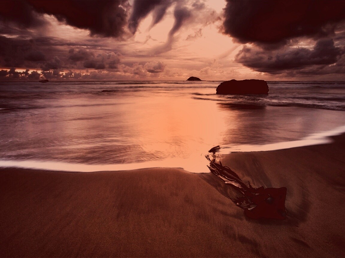 Коряга на пляже обои