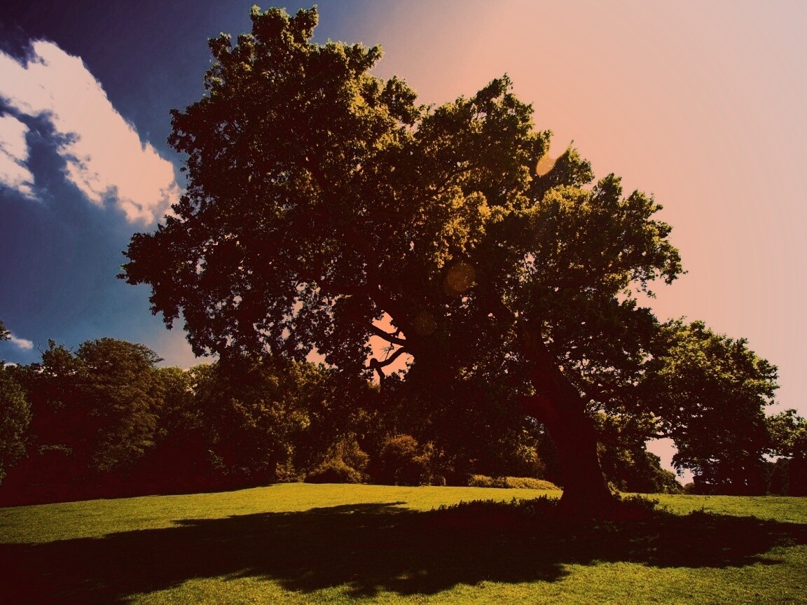 Большое зеленое дерево на лужайке обои