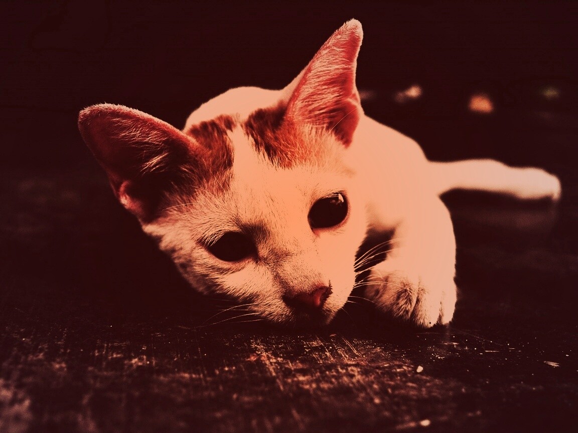 Белый кот на черном полу обои