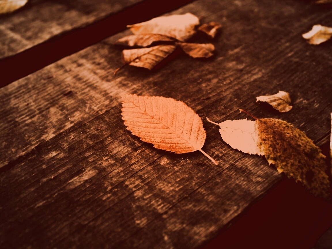 Опавшая листва обои