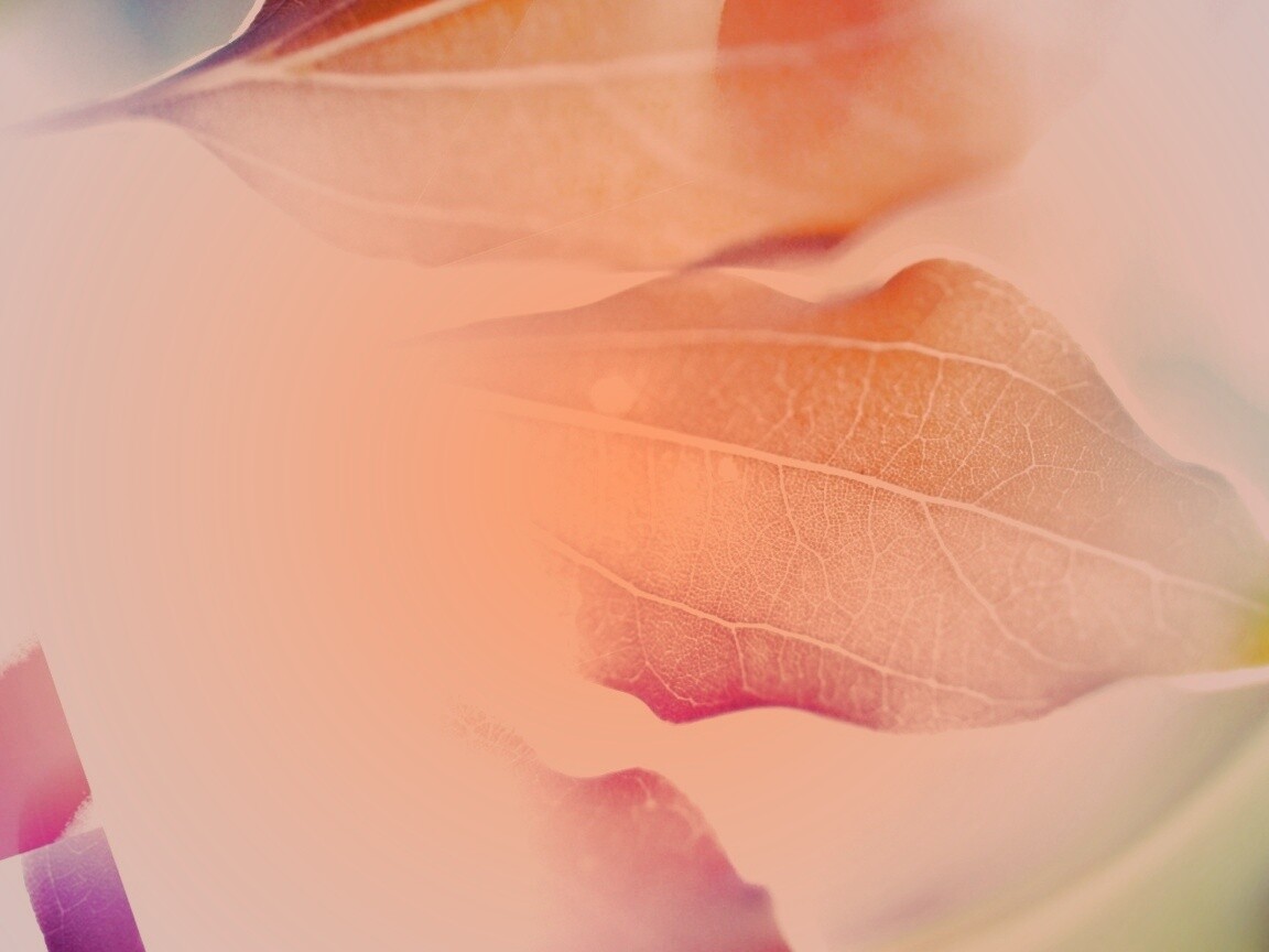 Радужные листья обои