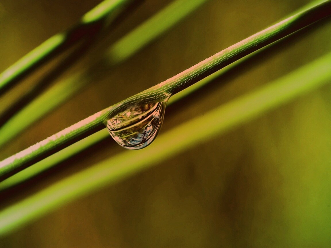 Капелька воды на стебле обои