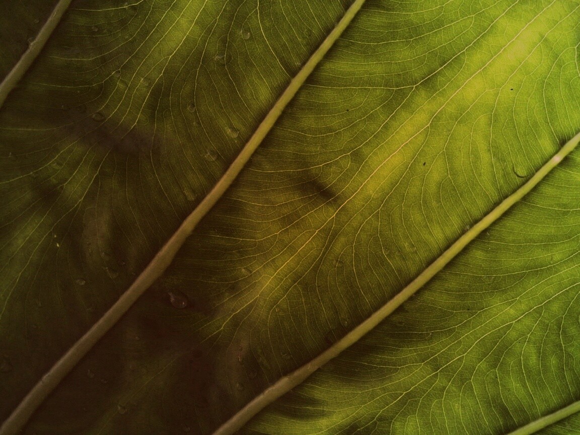 Прожилки на листе обои