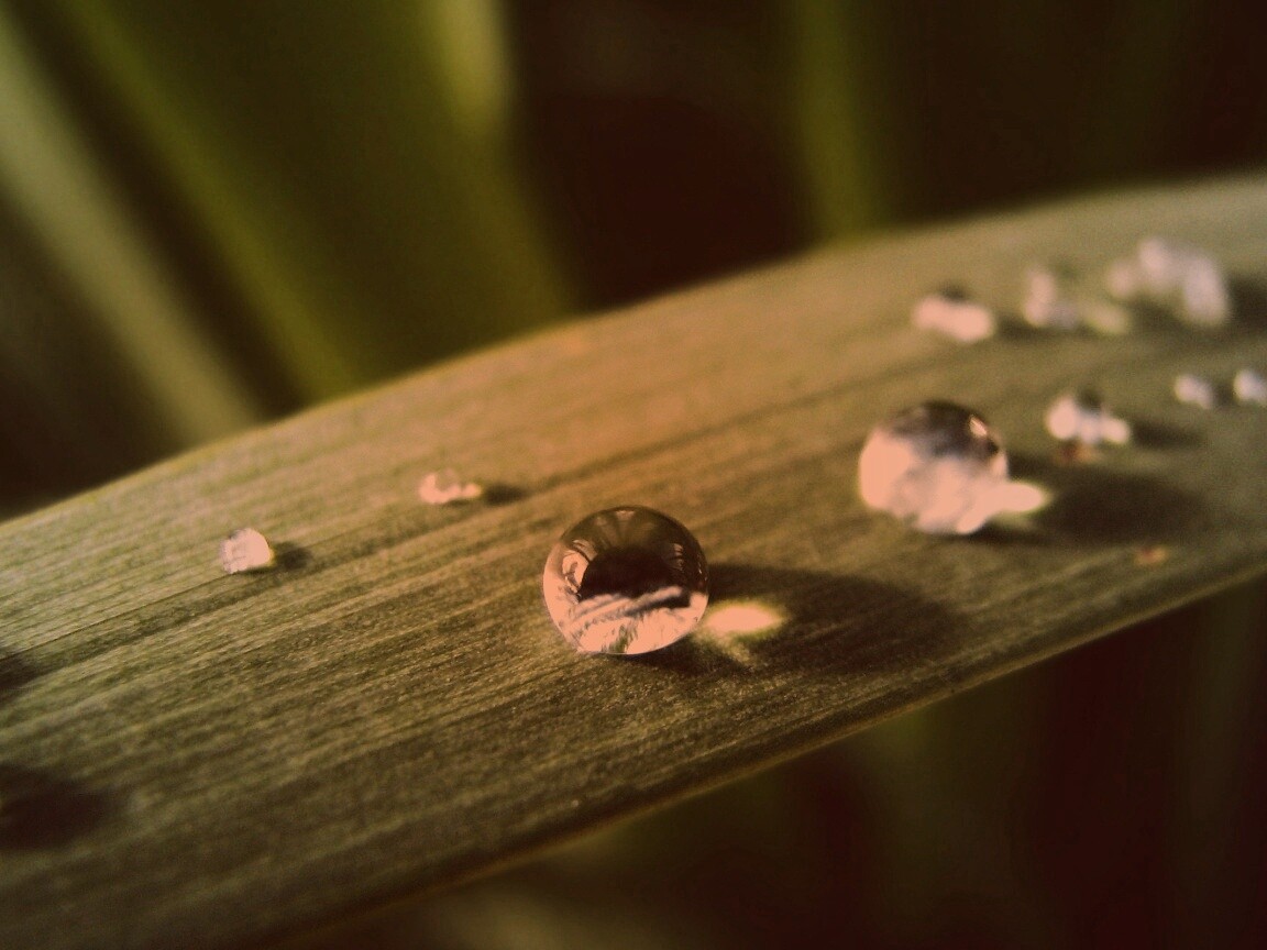 Капли росы на листе обои