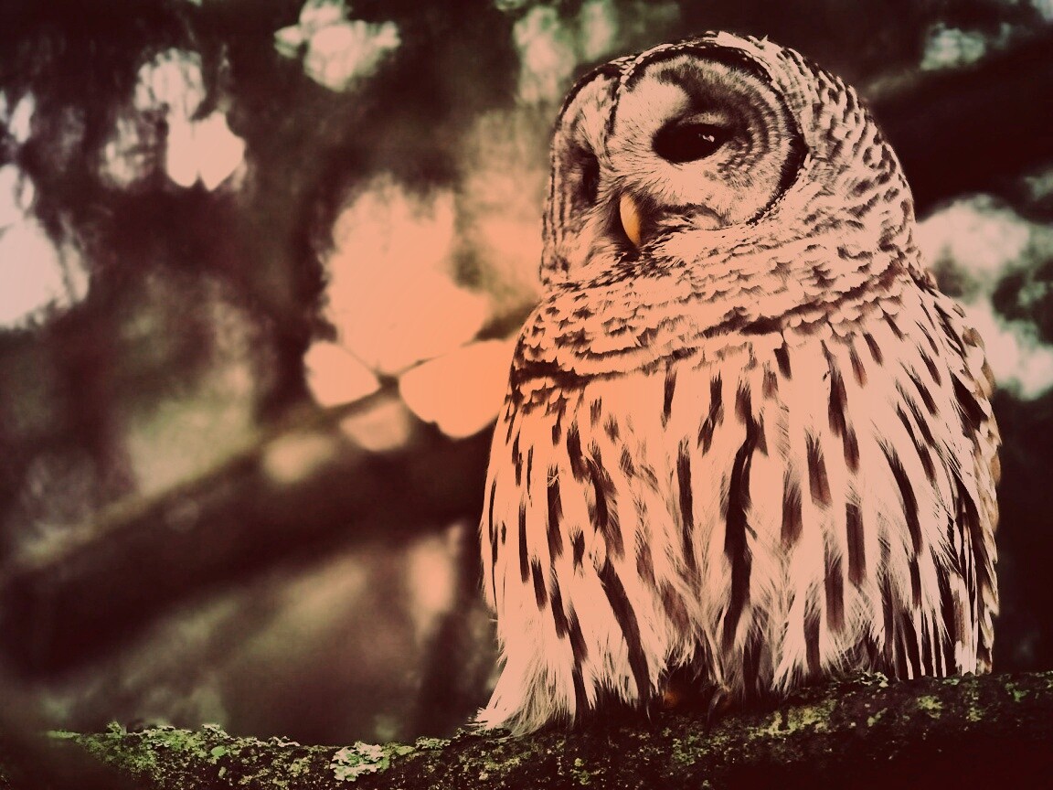 Сова на ветке обои