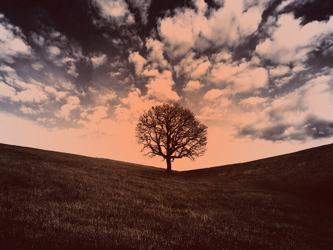 Холм одинокого дуба обои