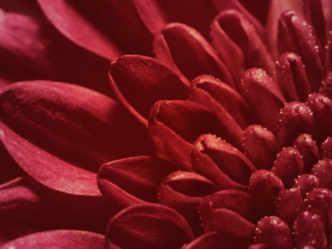 Лепестки хризантемы обои