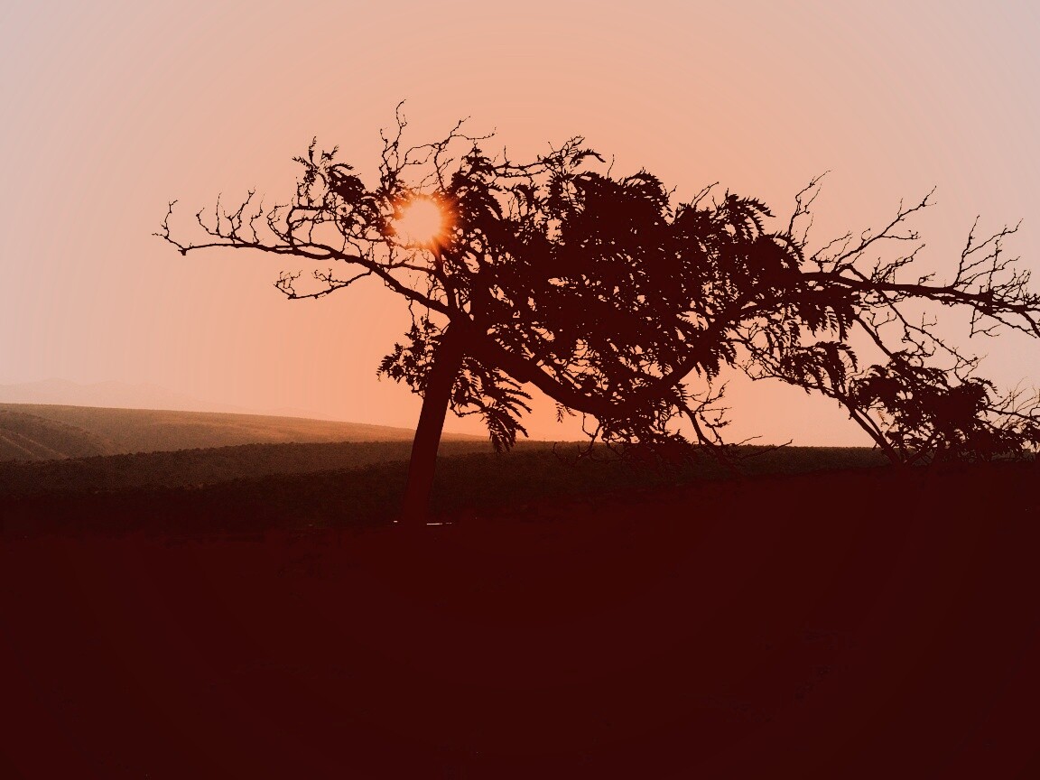 Дерево на закате обои