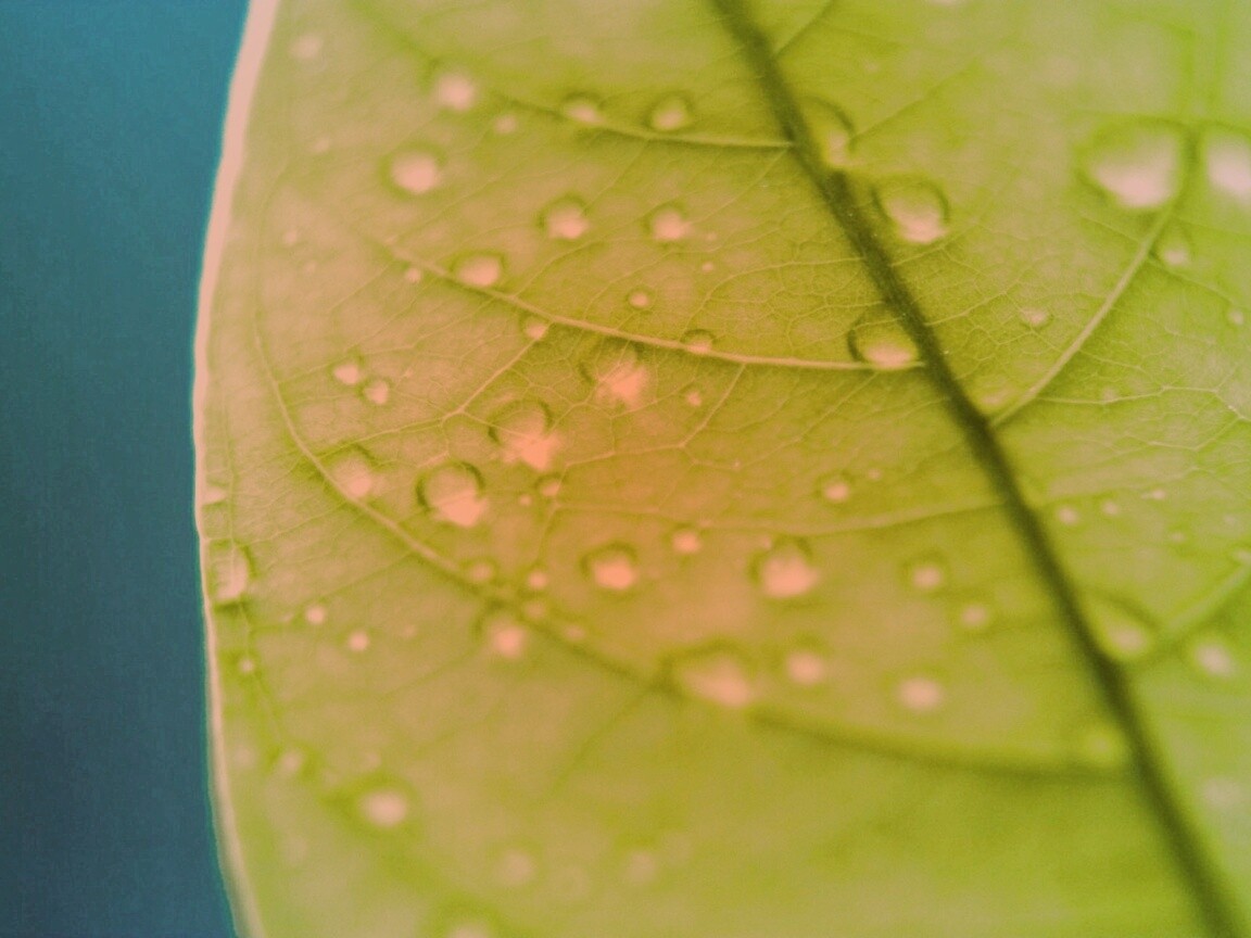 Зеленый листик в макро обои