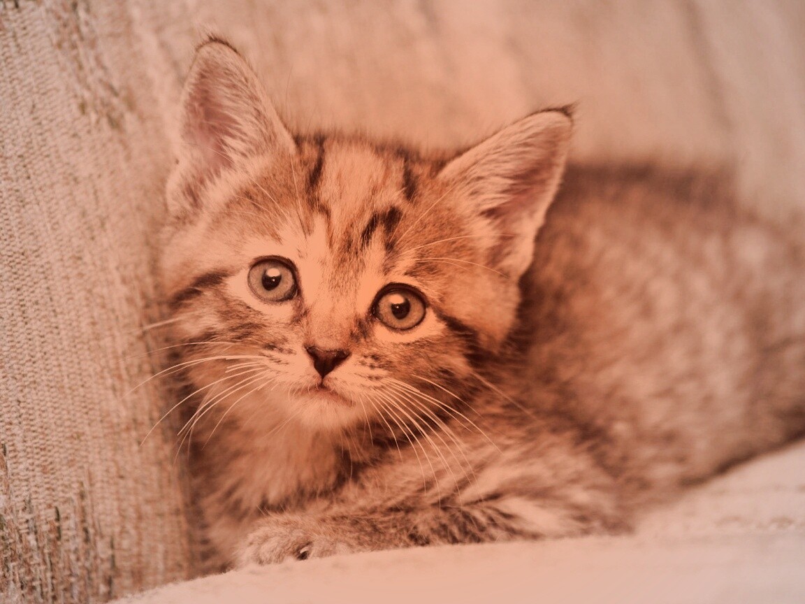 Милый маленький котенок обои