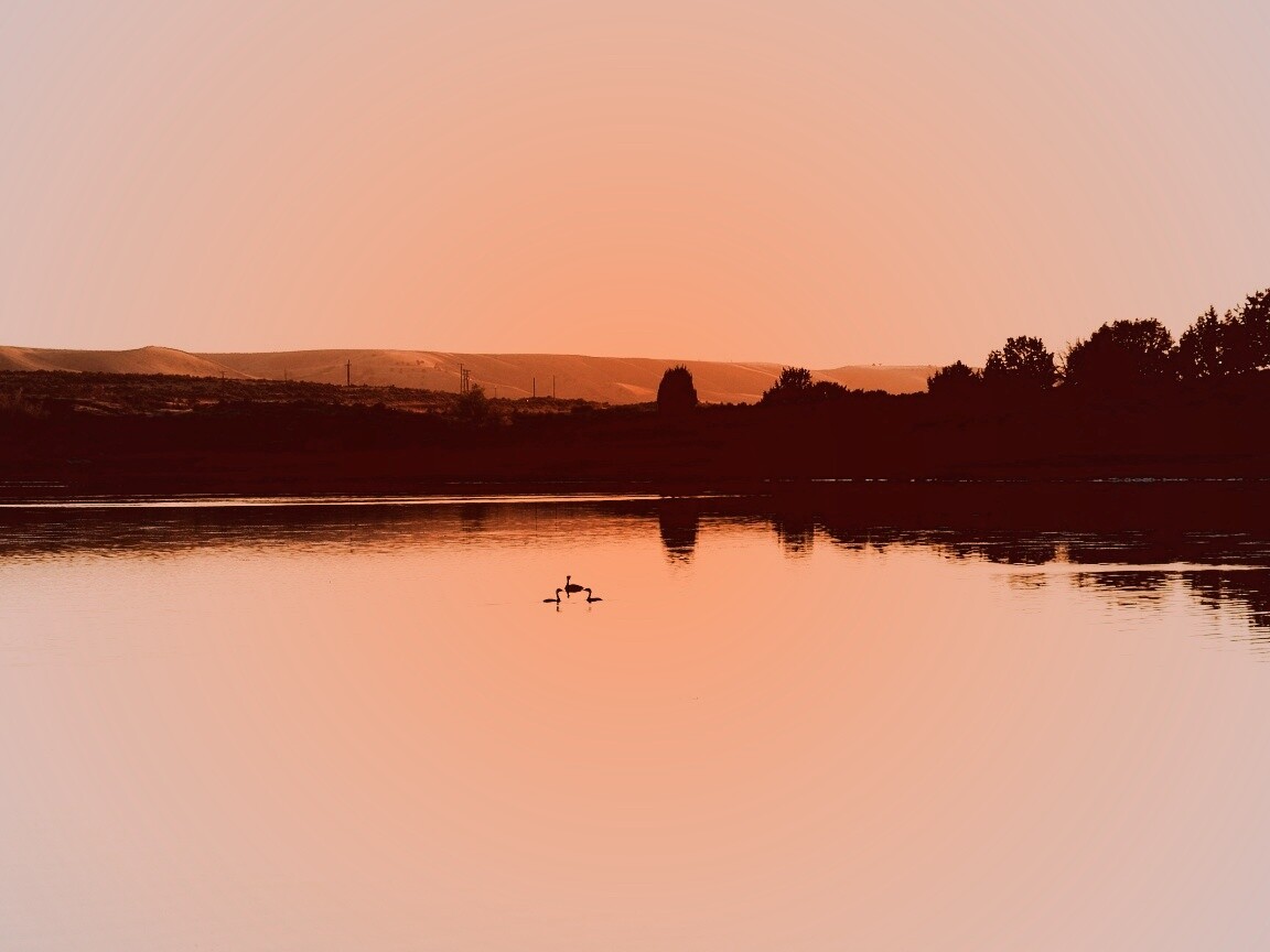 Утиное озеро обои