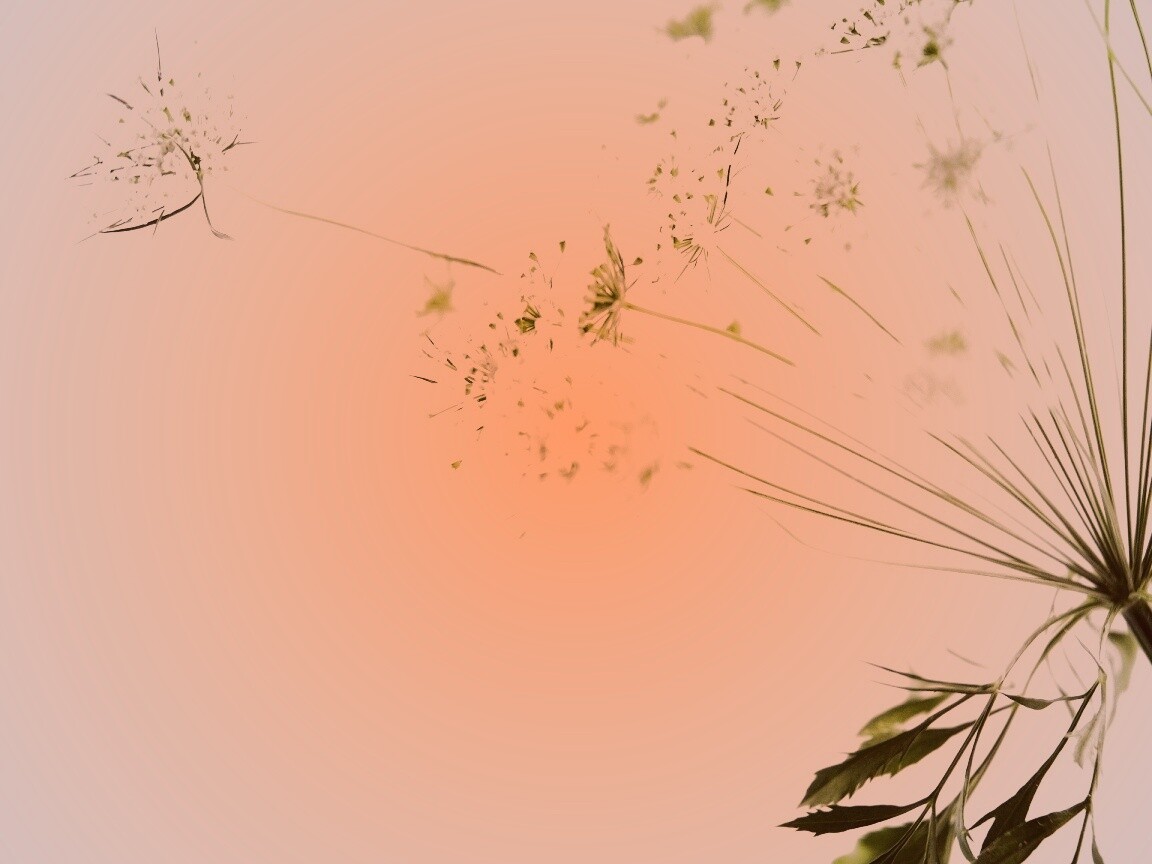 Цветы в макро обои